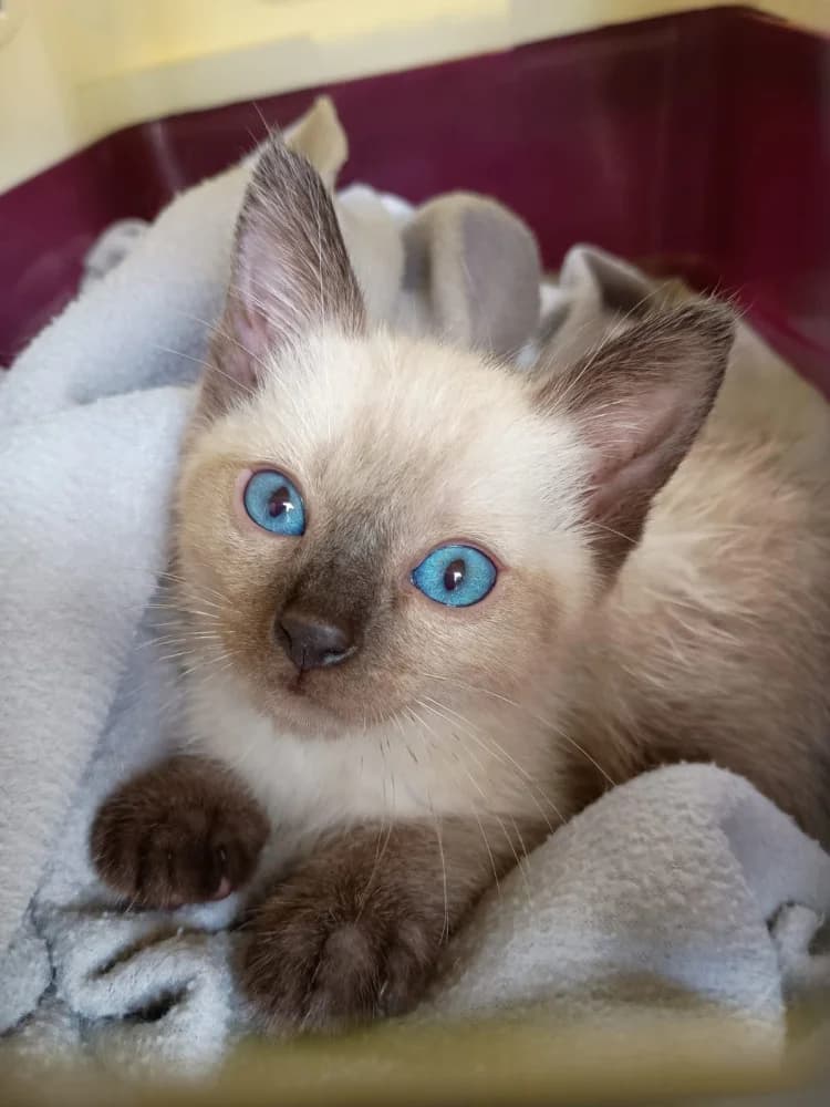 Blue Villa, male puppy Mixed Breed for adoption at Protectora Os Biosbardos Ponteareas