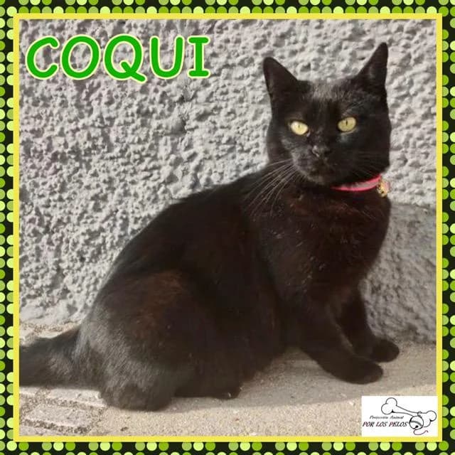 Coqui, female European Shorthair for adoption at Protectora por los pelos