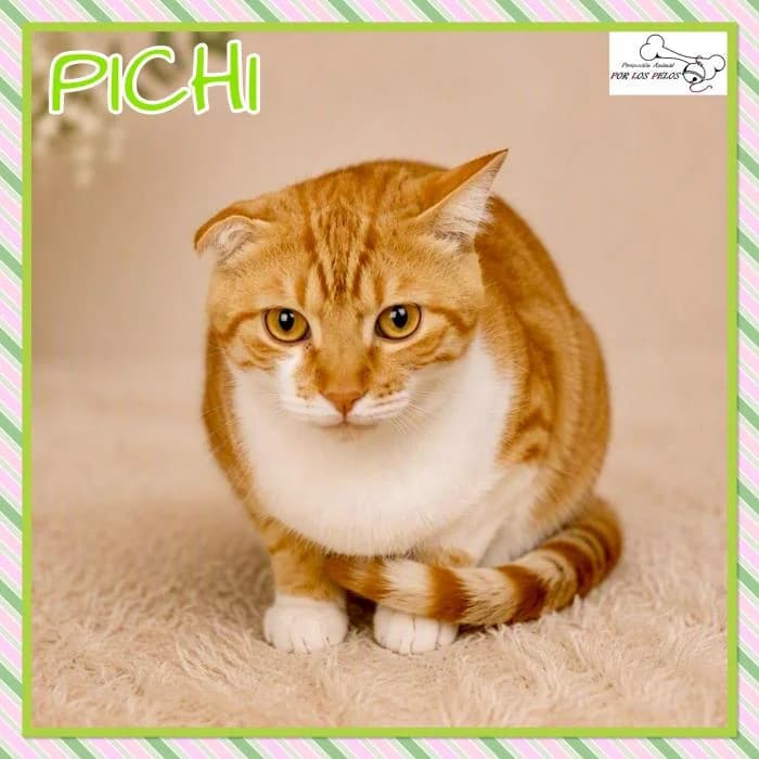 Pichi, male mixed breed for adoption at Protectora por los pelos