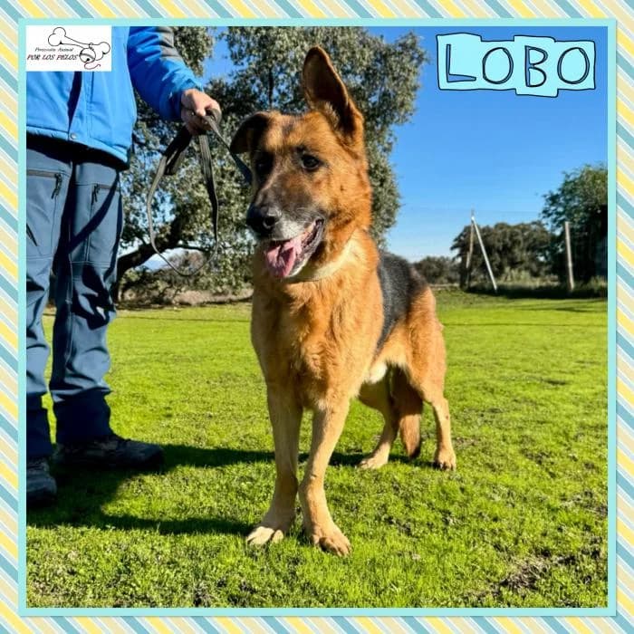 Lobo, male mixed breed for adoption at Protectora por los pelos