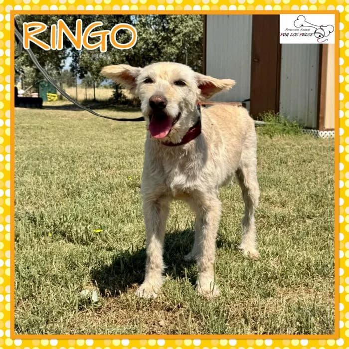 Ringo, male mixed breed for adoption at Protectora por los pelos