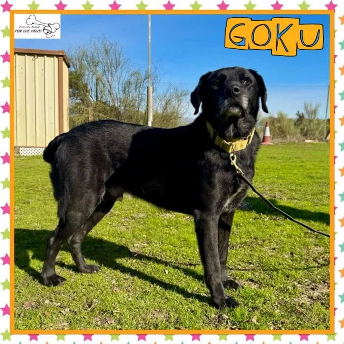 Goku, male Labrador Retriever for adoption at Protectora por los pelos