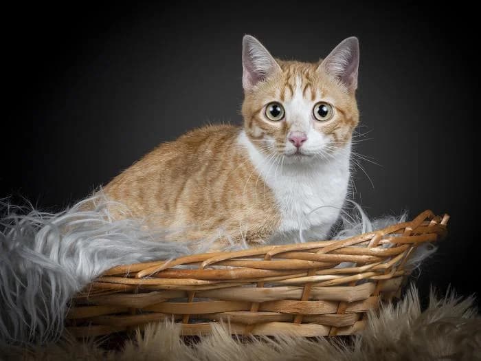 Magnolia, female European Shorthair for adoption at Protectora por los pelos