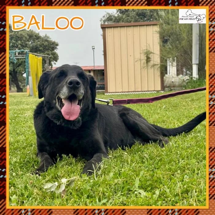 Baloo, male Labrador Retriever for adoption at Protectora por los pelos