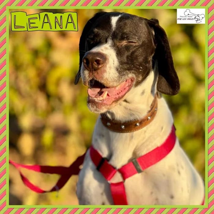 Leana, female mixed breed for adoption at Protectora por los pelos