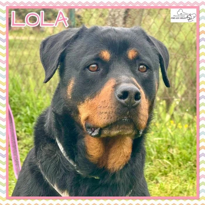 Lola, female Rottweiler for adoption at Protectora por los pelos