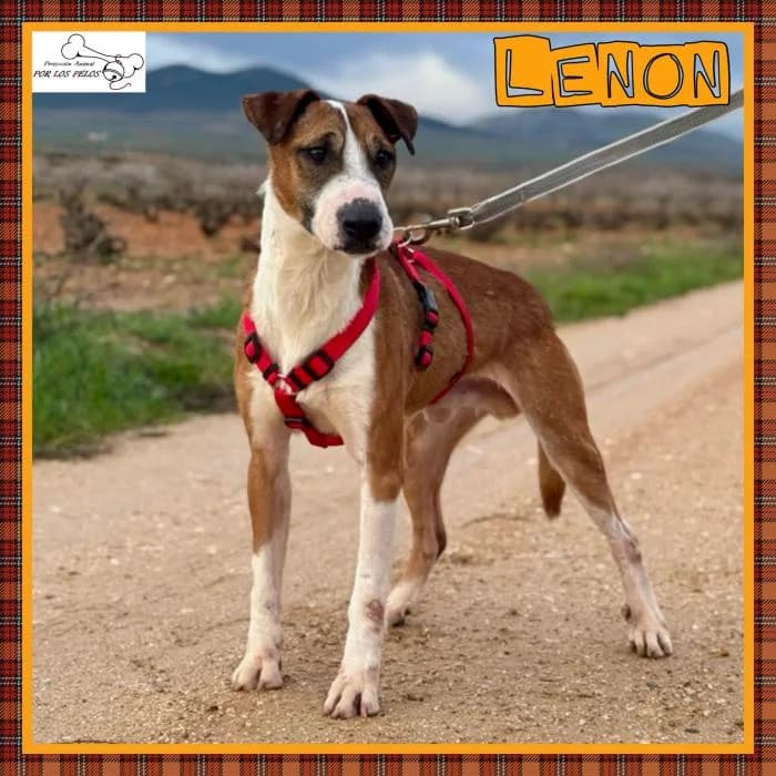 Lenon, male Mixed Breed for adoption at Protectora por los pelos