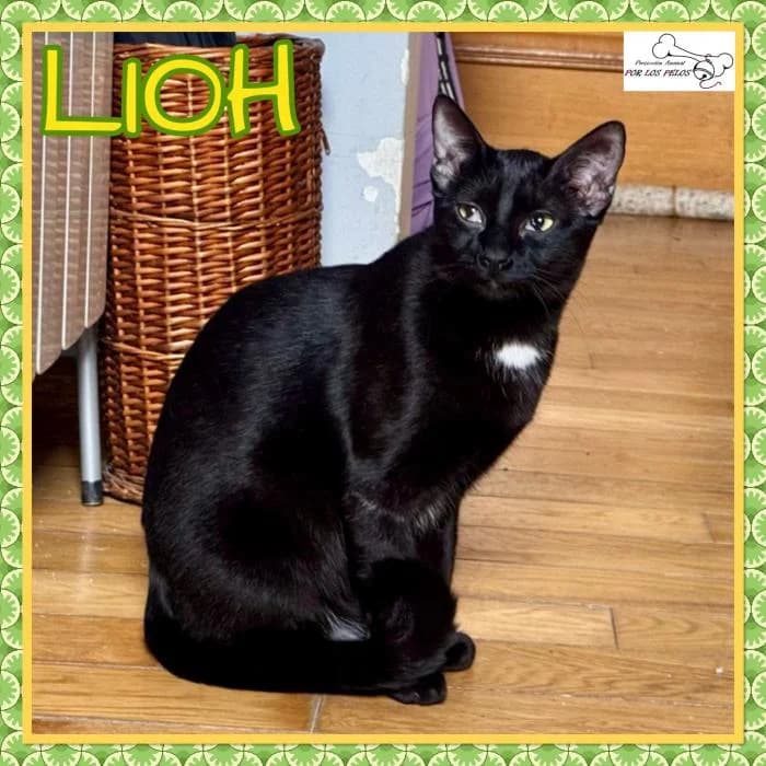 Lioh, male European Shorthair for adoption at Protectora por los pelos