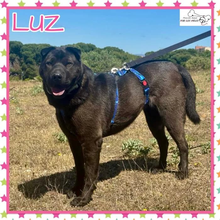 Luz, female Shar Pei for adoption at Protectora por los pelos