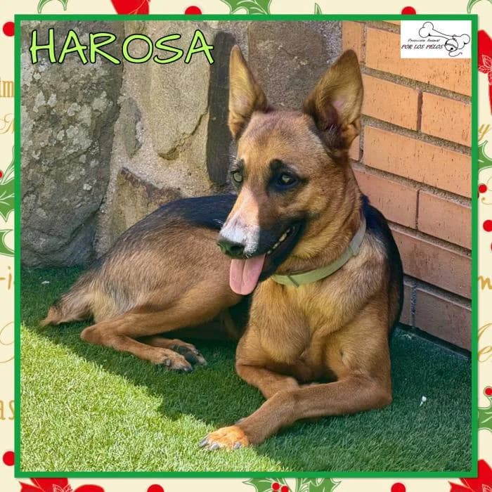 Harosa, female Mixed Breed for adoption at Protectora por los pelos