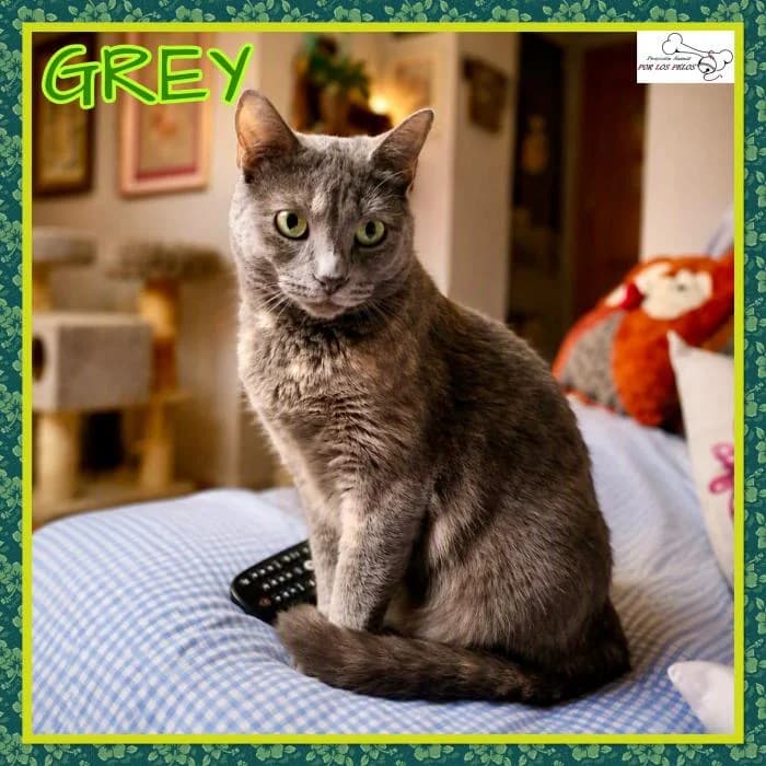 Grey, female Russian Blue for adoption at Protectora por los pelos