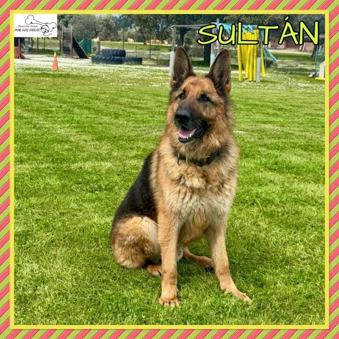 Sultan, male mixed breed for adoption at Protectora por los pelos