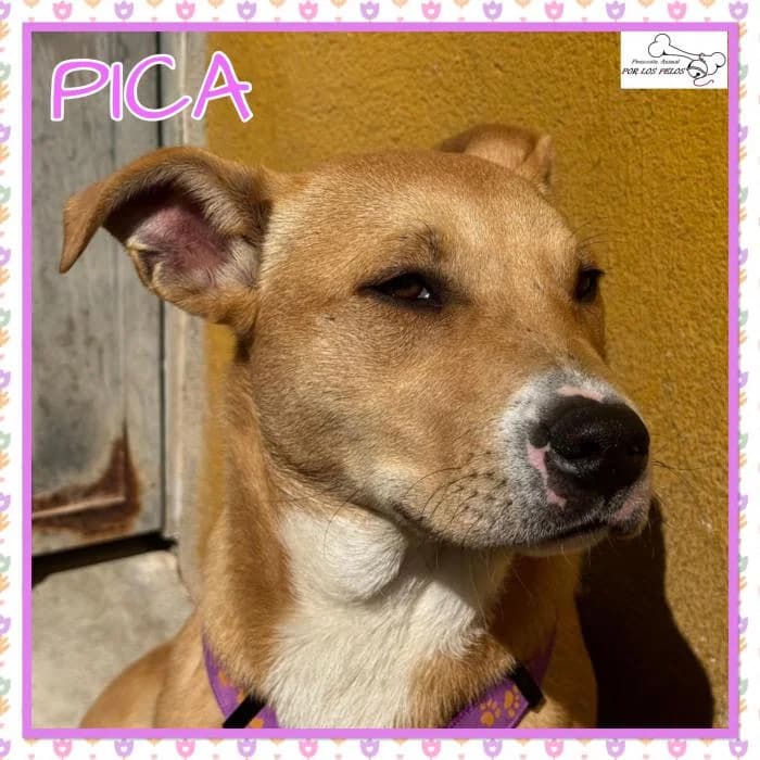 Pica, female Mixed Breed for adoption at Protectora por los pelos