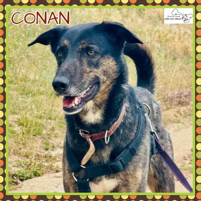 Conan, male Mixed Breed for adoption at Protectora por los pelos