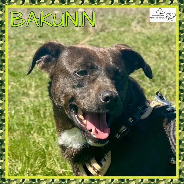 Bakunin, male Mixed Breed for adoption at Protectora por los pelos