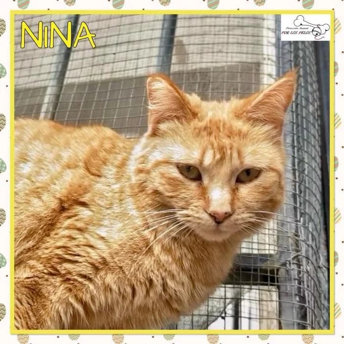 Nina, female European Shorthair for adoption at Protectora por los pelos