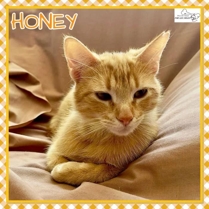 Honey, male European Shorthair for adoption at Protectora por los pelos