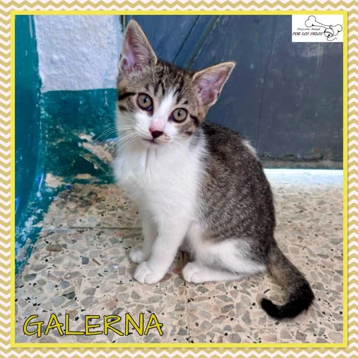 Galerna, female European Shorthair for adoption at Protectora por los pelos
