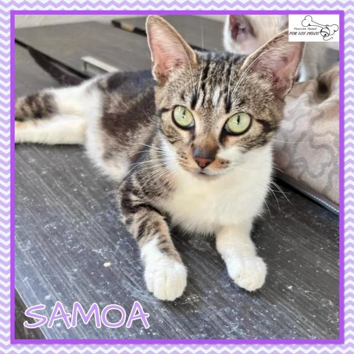 Samoa, female European Shorthair for adoption at Protectora por los pelos