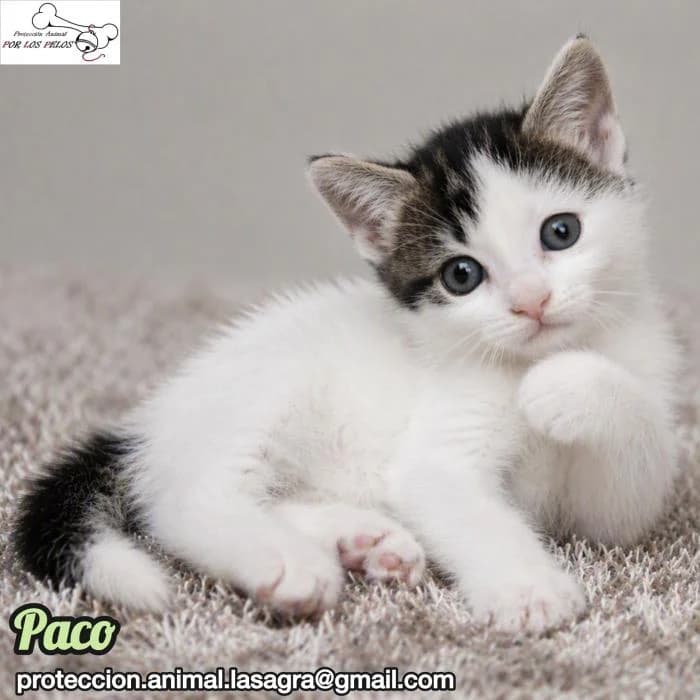 Paco, male European Shorthair for adoption at Protectora por los pelos