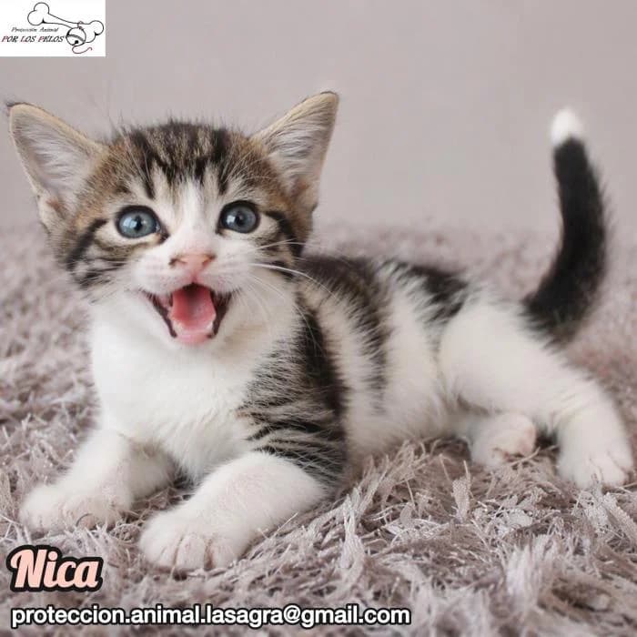 Nica, female European Shorthair for adoption at Protectora por los pelos
