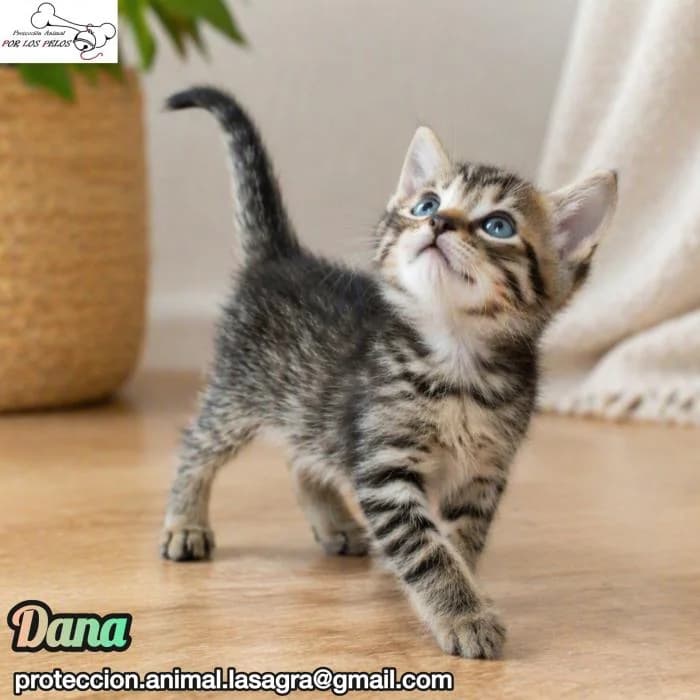 Dana, female European Shorthair for adoption at Protectora por los pelos