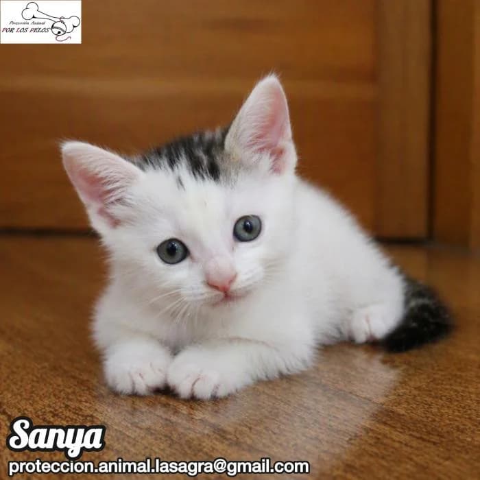 Sanya, female European Shorthair for adoption at Protectora por los pelos