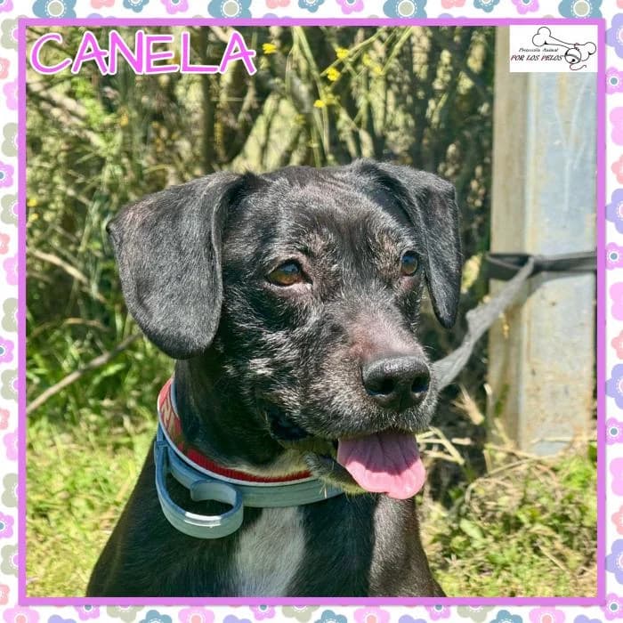 Canela, female mixed breed for adoption at Protectora por los pelos