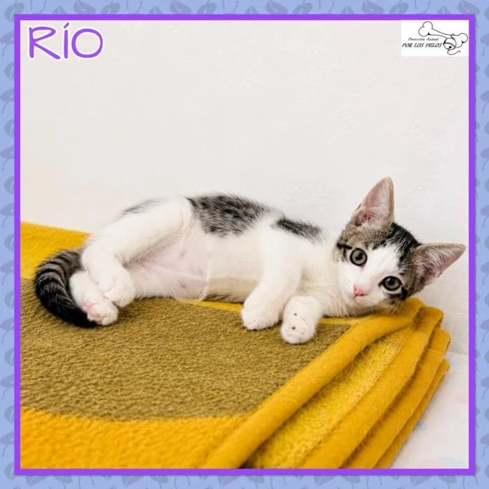 Rio, male European Shorthair for adoption at Protectora por los pelos