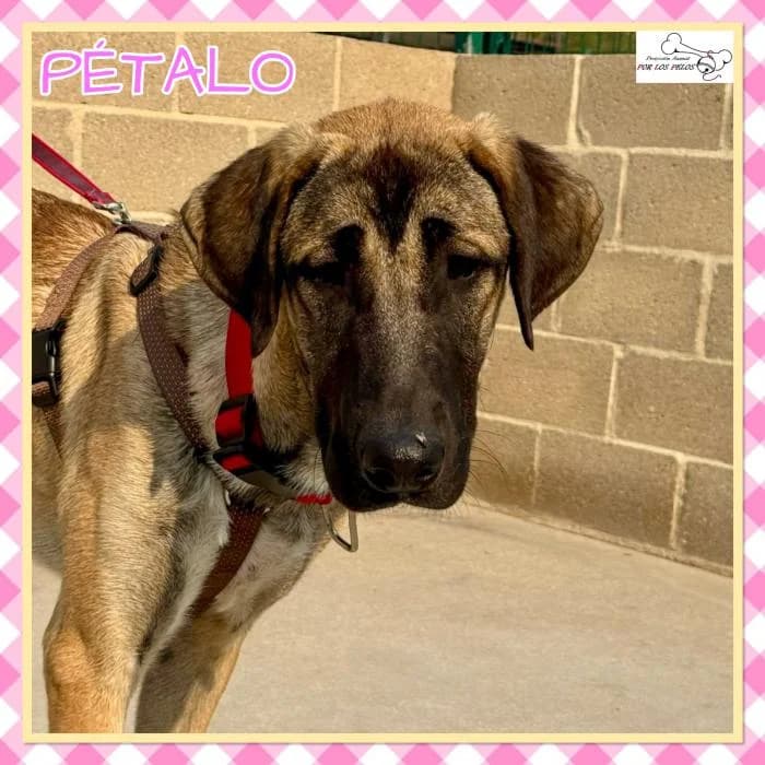 Petalo, female mixed breed for adoption at Protectora por los pelos