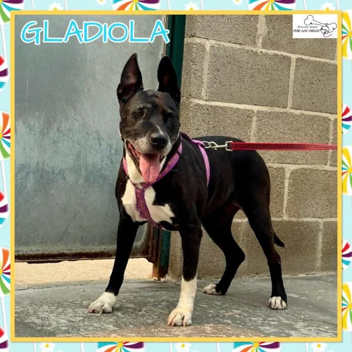 Gladiola, female Mixed Breed for adoption at Protectora por los pelos