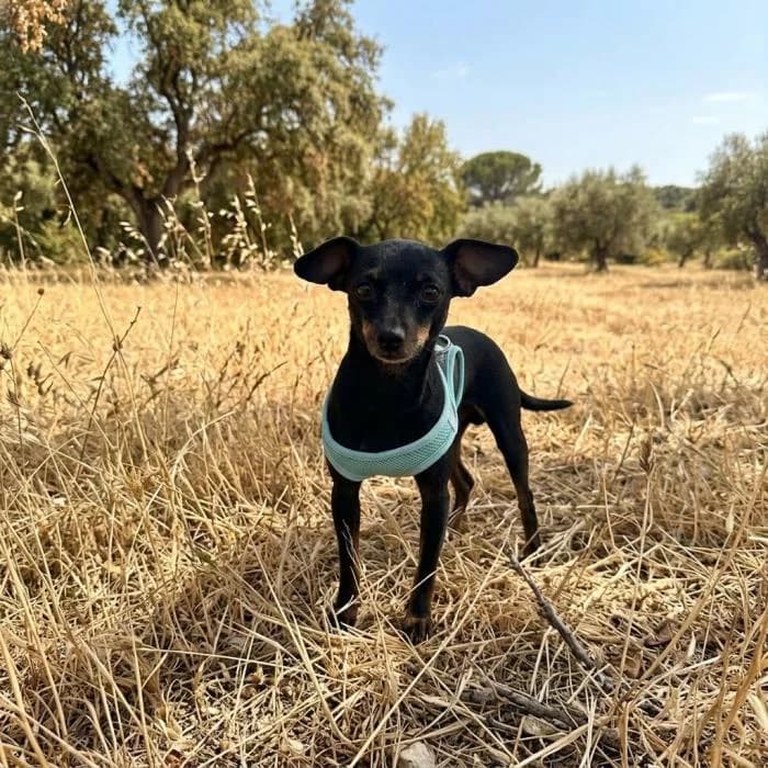 Lolo, male mixed breed for adoption at Protectora por los pelos