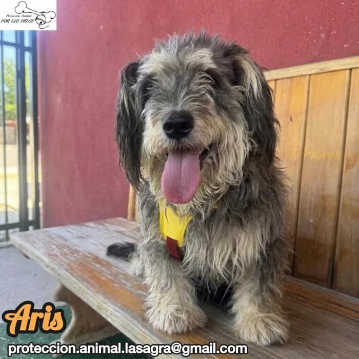 Aris, female mixed breed for adoption at Protectora por los pelos