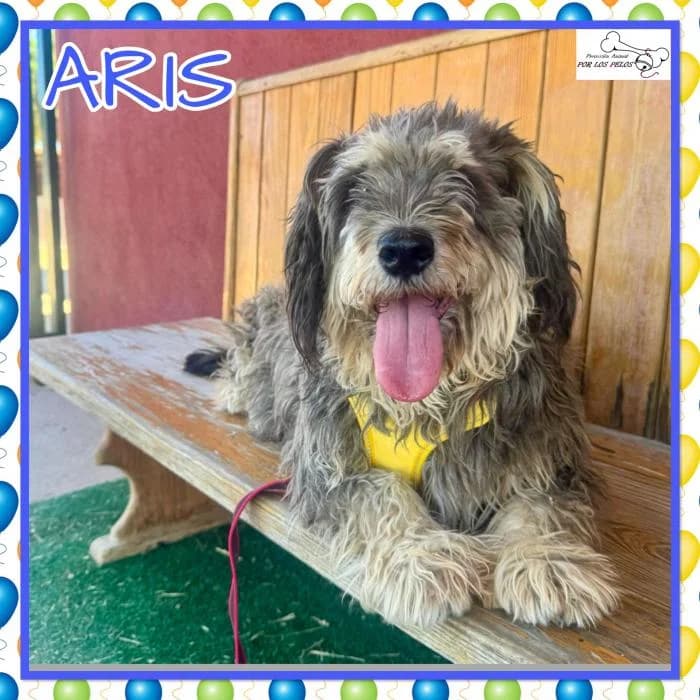 Aris, female mixed breed for adoption at Protectora por los pelos