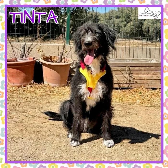 Tinta, female Mixed Breed for adoption at Protectora por los pelos