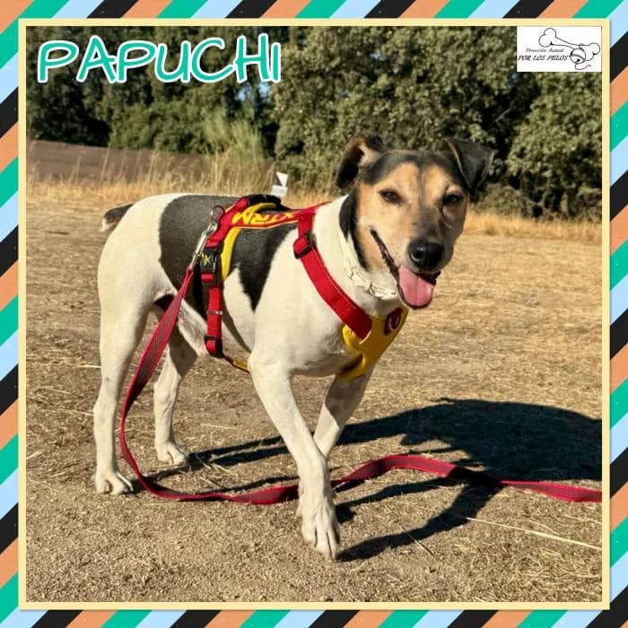 Papuchi, male mixed breed for adoption at Protectora por los pelos