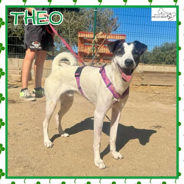 Theo, male mixed breed for adoption at Protectora por los pelos