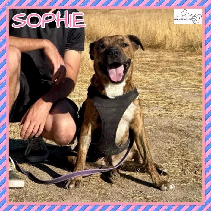 Sophie, female Mixed Breed for adoption at Protectora por los pelos