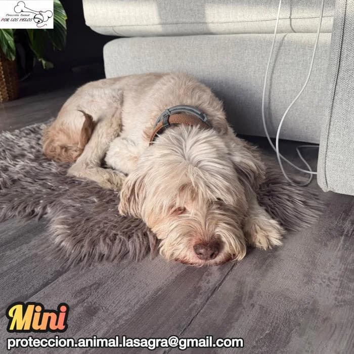 Mini, female Mixed Breed for adoption at Protectora por los pelos