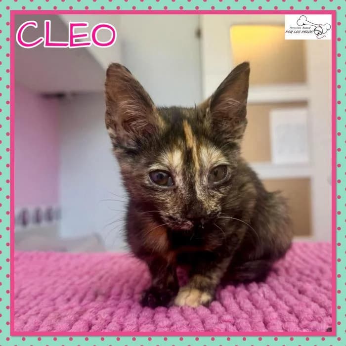 Cleo, female mixed breed for adoption at Protectora por los pelos