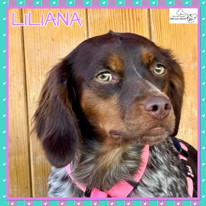 Liliana, female Mixed Breed for adoption at Protectora por los pelos