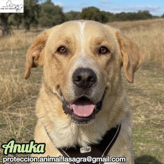 Anuka, female Mixed Breed for adoption at Protectora por los pelos