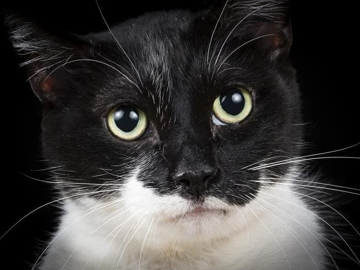 Zeus, male European Shorthair for adoption at Protectora por los pelos