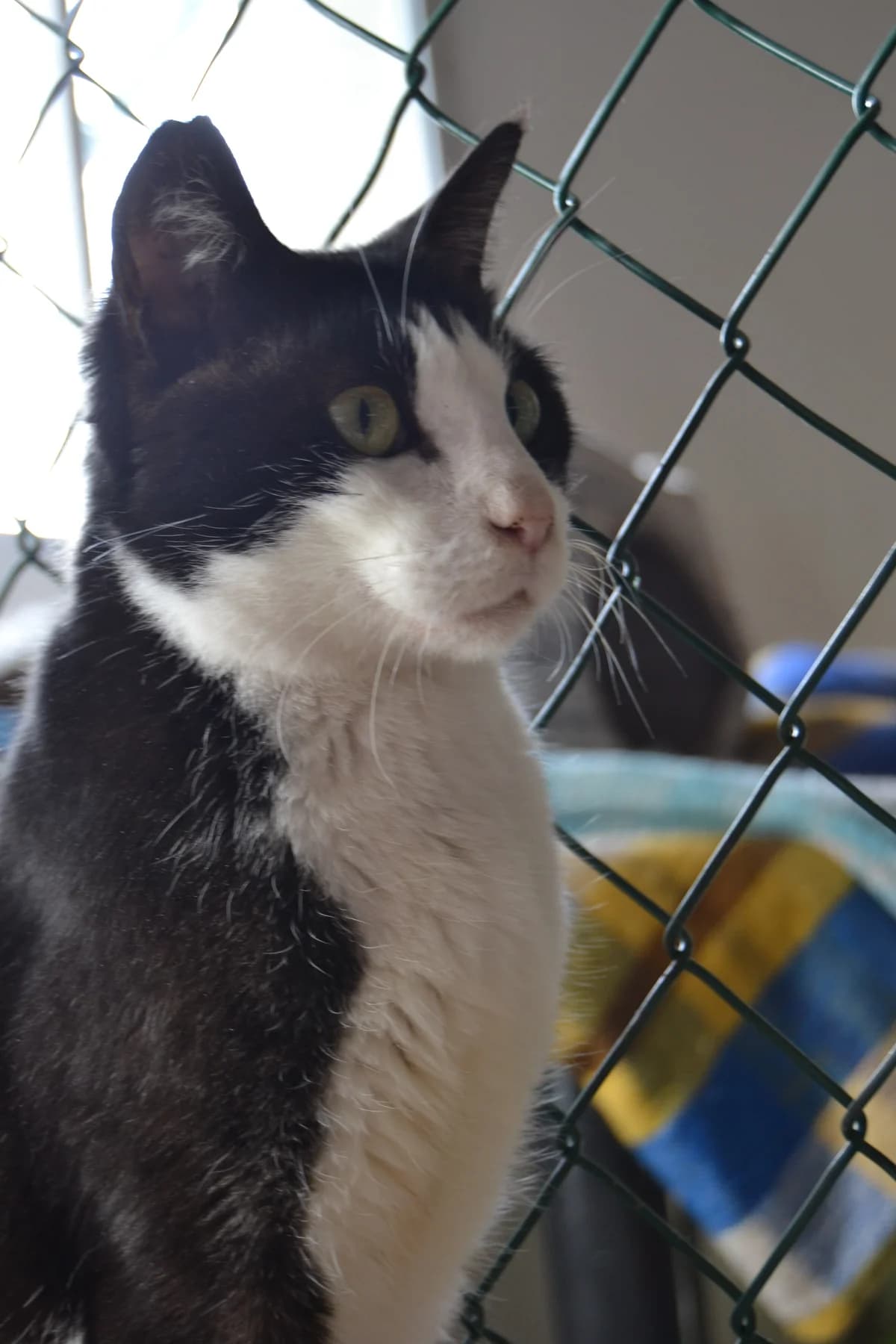 Casero, male Mixed Breed for adoption at Proyecto Gato
