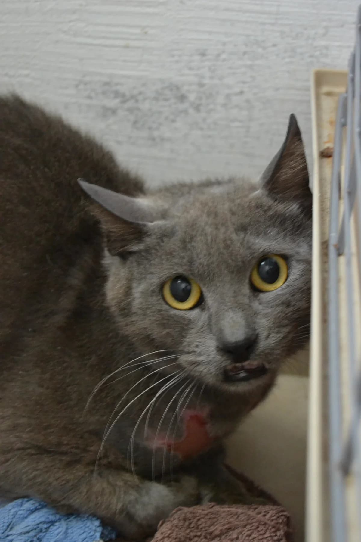 Antón, male Mixed Breed for adoption at Proyecto Gato