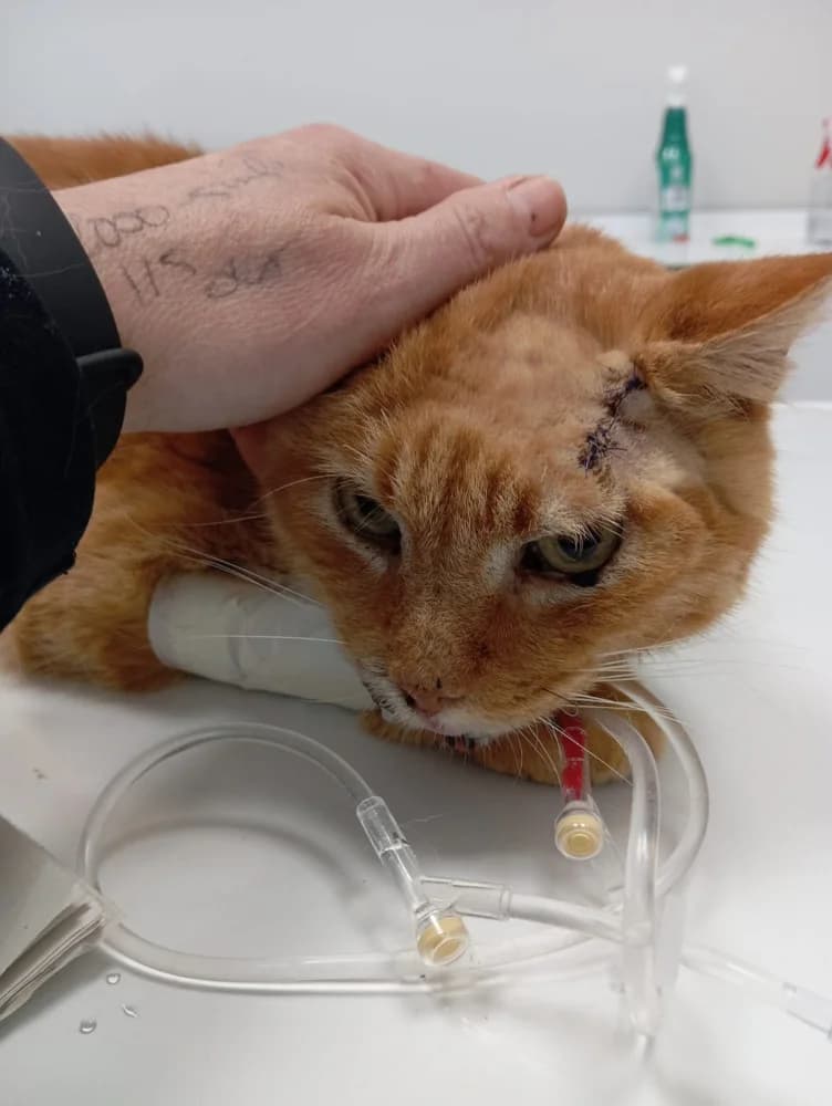 Celo, male Mixed Breed for adoption at Proyecto Gato