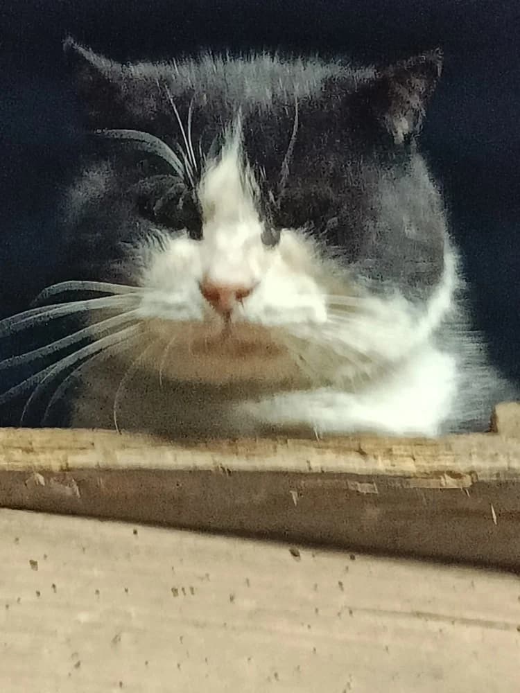 Felipe, male Mixed Breed for adoption at Proyecto Gato
