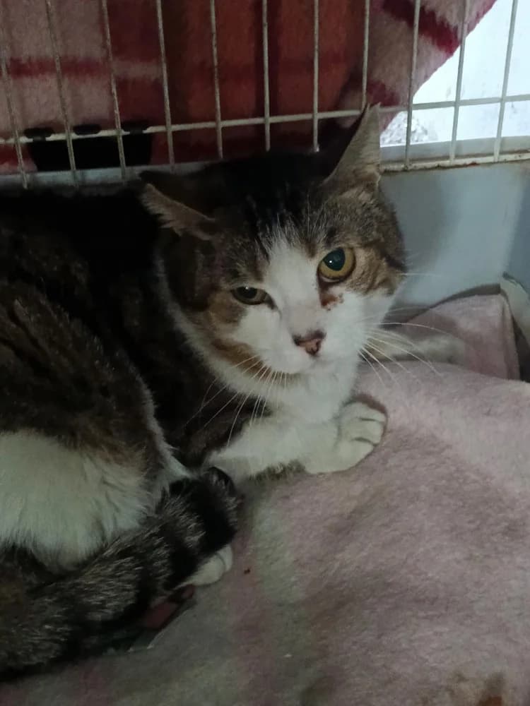 Perry, male Mixed Breed for adoption at Proyecto Gato