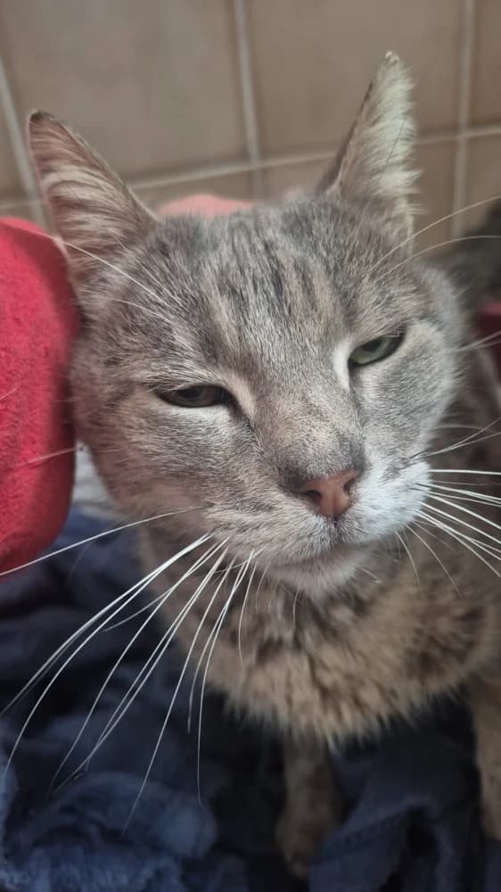 Nana, female Mixed Breed for adoption at Proyecto Gato