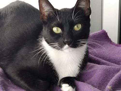 Meira, female Mixed Breed for adoption at Proyecto Gato